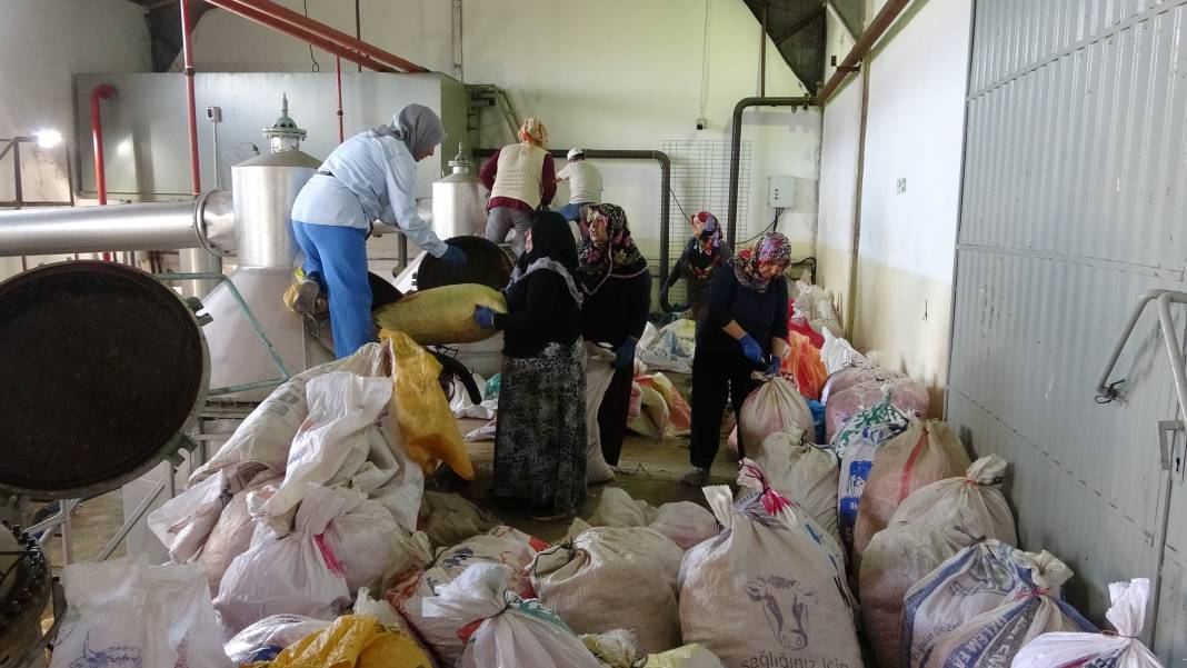 4 tondan 1 litre çıkıyor 421 bin TL'ye satılıyor. Dünyanın ihtiyacını o ilimiz karşılıyor 10